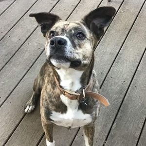 Meet your Posher, Ava